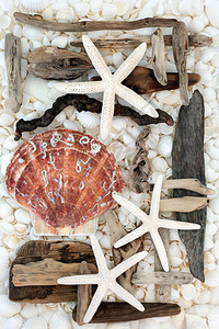 以漂浮木海星扇贝和各种白色贝壳图片