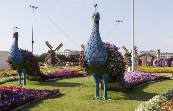 世界上最大的花卉公园迪拜奇迹花园于2013年2月14日在迪拜开幕公园总面积超过72000平方米4公图片