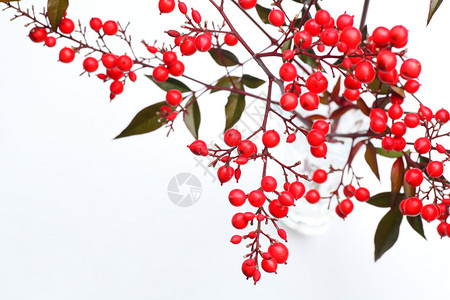 南天竹日本圣竹的红色浆果图片
