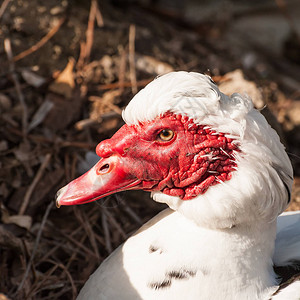 番鸭Cairinamoschata的肖像家鸭moschatadome图片