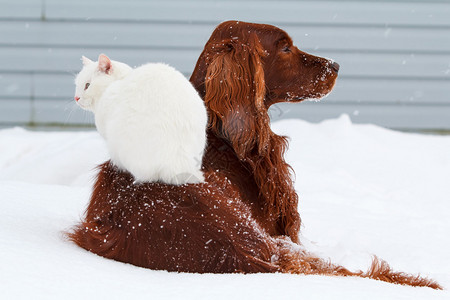 雪地里的红色爱尔兰塞特犬和白猫图片