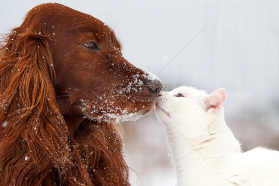 雪地里的爱尔兰塞特犬和白猫图片