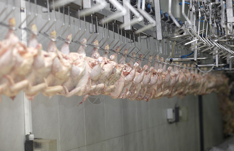 停止食品工业家禽图片