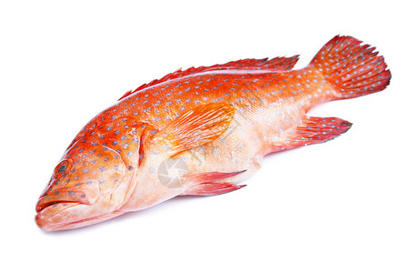 海里红白条纹的鱼图片