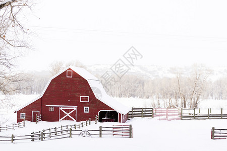 羊场雪中的红色谷仓图片