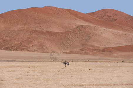 纳米布沙漠中的Gems图片