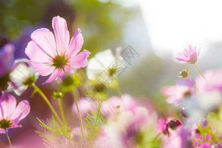 有阳光的波斯菊花田背景图片