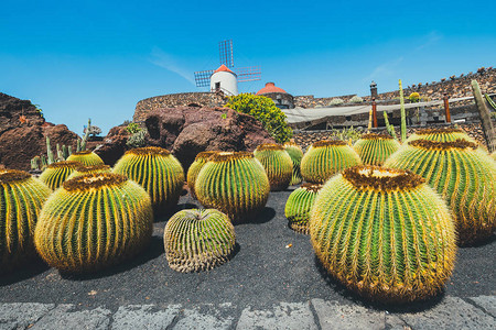 Guatiza村热带仙人掌花园风车背景