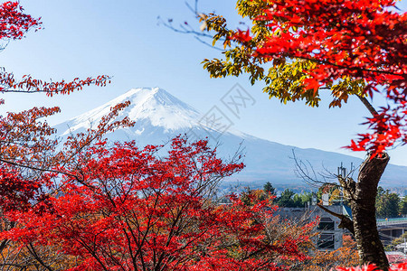 枫树与富士山图片