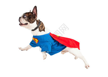 穿着超级英雄装扮的法国斗牛犬品种狗图片