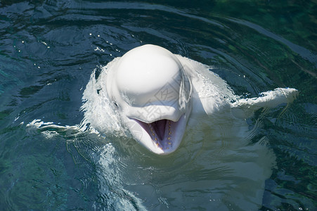 一只孤立的白海豚在深图片