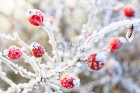 冬天背景冷冻的树枝上有红莓图片