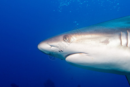 白灰鲨鱼的下巴在看着你的时图片