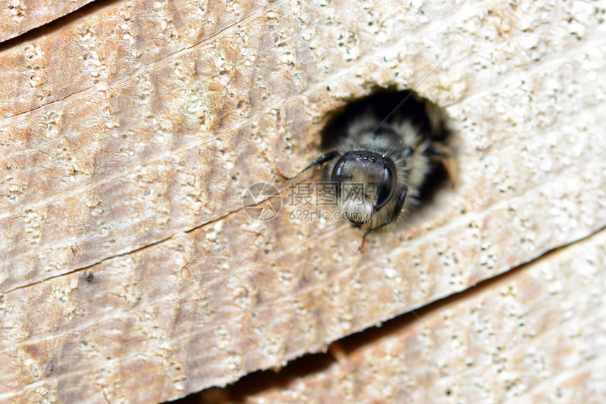 独家野蜜蜂Osmiabicornis图片
