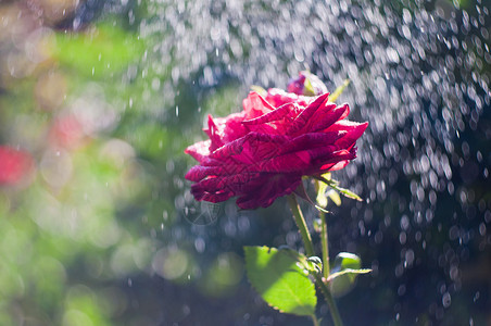 夏日雨中的红玫瑰图片