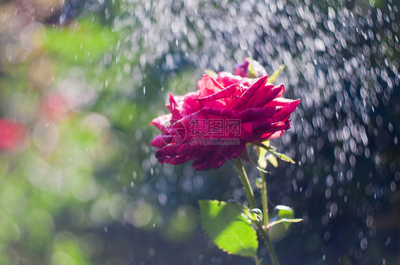 夏日雨中的红玫瑰图片