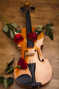 情人小提琴图片