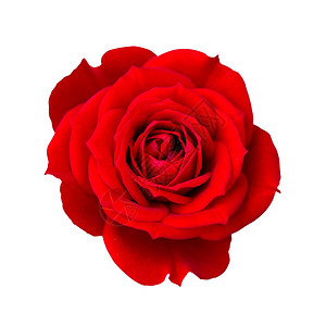 红玫瑰与剪切路径隔离图片