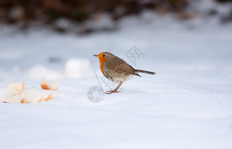 罗宾在冻雪上吃面包图片