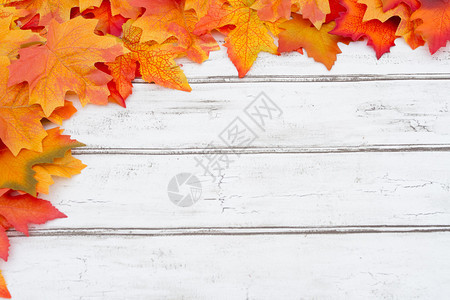 秋天叶框架背景有无木和背景图片
