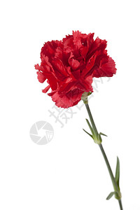 一朵康乃馨特写图像上的红色康乃馨花背景