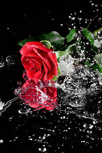 一朵红玫瑰一滴水倒在黑色和图片