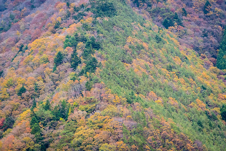 秋季山周围有很多树叶多姿彩的花叶背景图片