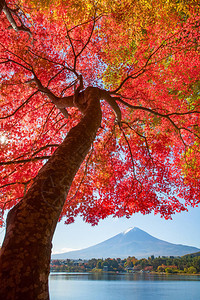 秋季河口湖的红枫树和富士山背景图片