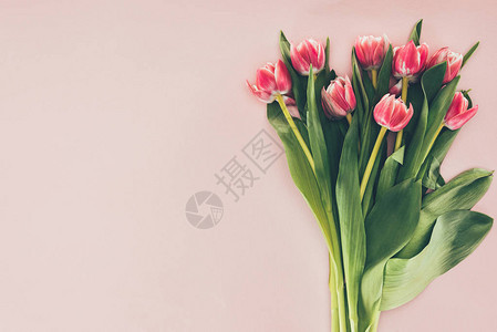 美丽的粉红色郁金香花束粉红图片