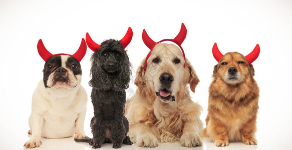 可爱的狗穿着恶魔角为万圣节祈图片