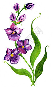 鲜艳的紫色花朵图片