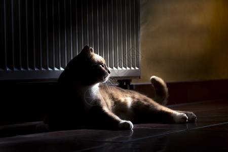 金姜猫在黑暗房间的地板上放松阳图片