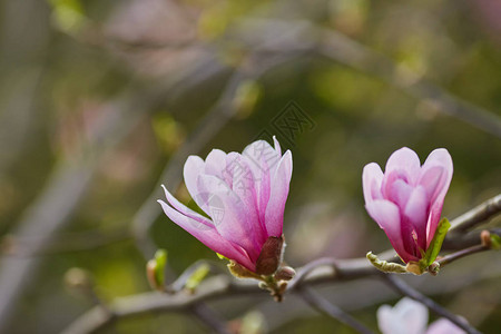 植物园紫玉兰芽宏观图片