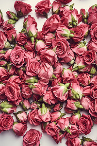 美丽的玫瑰花朵背景图片