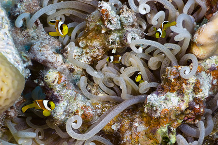 埃及红海Anemone背景的小型两带AnemonefishAmphiprionbici图片