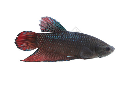 白种泰国孤立的红黑打架鱼物种背景图片
