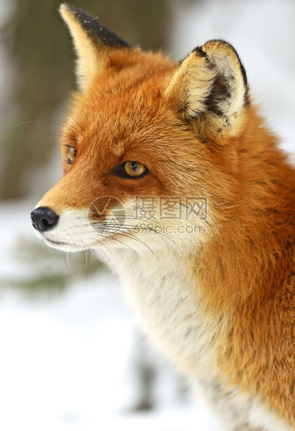 自然栖息地中的狐狸肖像图片