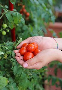 孩子的手满是新鲜番茄刚从花园里摘下来在图片