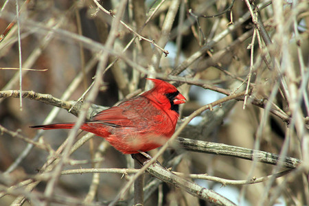 树枝上的红衣主教鸟图片