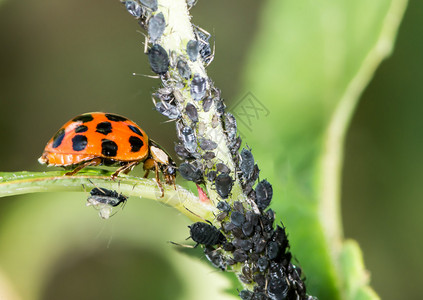 生物害虫防治图片