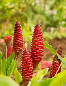 夏威夷Kauai种植园ShampooGinger或Awapuhi植图片