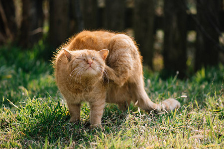 猫在户外抓挠可爱的红猫图片