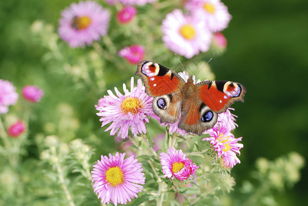 孔雀蝴蝶和粉红色的紫菀花图片