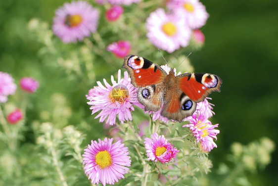孔雀蝴蝶和粉红色的紫菀花图片