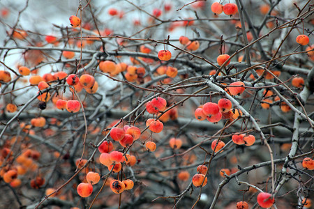 冬季花园树枝处的红苹图片