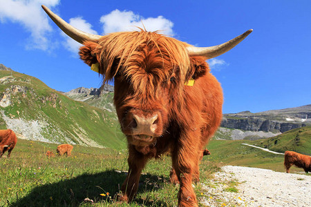 苏格兰高地牛群在山中一只红褐的苏格兰高图片