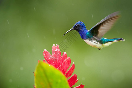 孤立的明亮的蓝色和绿色蜂鸟白颈雅各宾Florisugamellivora以带雨滴的红姜花为食图片