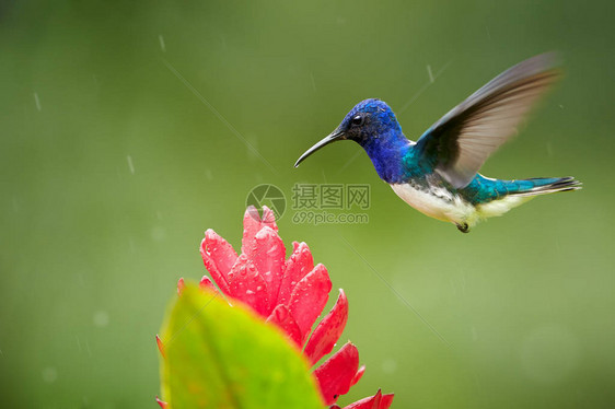 孤立的明亮的蓝色和绿色蜂鸟白颈雅各宾Florisugamellivora以带雨滴的红姜花为食图片