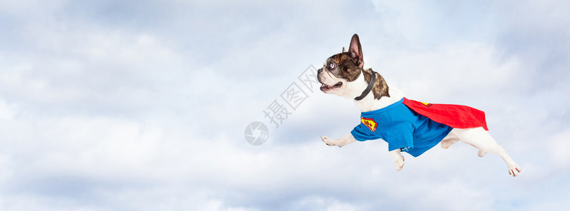 法国牛犬饲养狗身着超级英雄服装图片