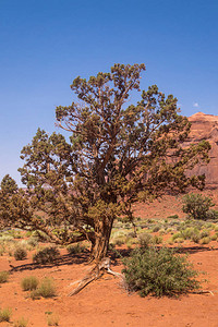 美国西南部的石头悬崖和沙漠植被亚利图片